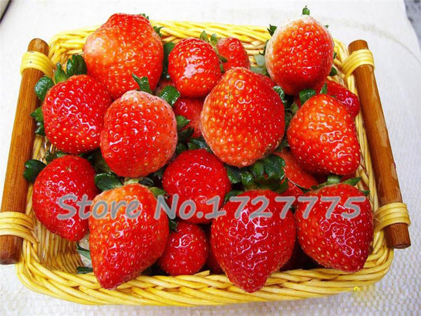 200 Hanging Strawberry Seeds --- Real & Fresh Seeds, Sweet & Juicy, DIY Home Garden, Free Shipping