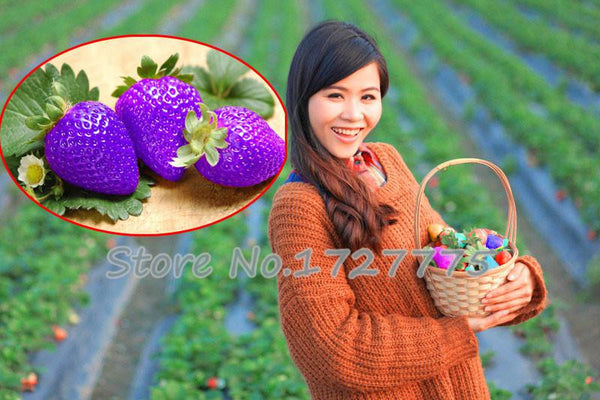 200 Hanging Strawberry Seeds --- Real & Fresh Seeds, Sweet & Juicy, DIY Home Garden, Free Shipping