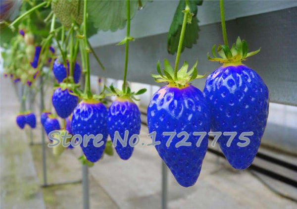 200 Hanging Strawberry Seeds --- Real & Fresh Seeds, Sweet & Juicy, DIY Home Garden, Free Shipping