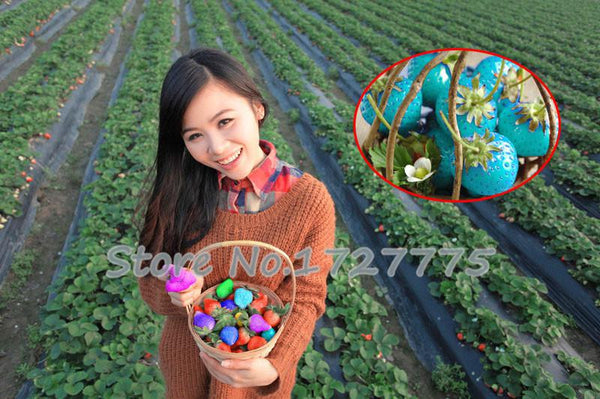 200 Hanging Strawberry Seeds --- Real & Fresh Seeds, Sweet & Juicy, DIY Home Garden, Free Shipping