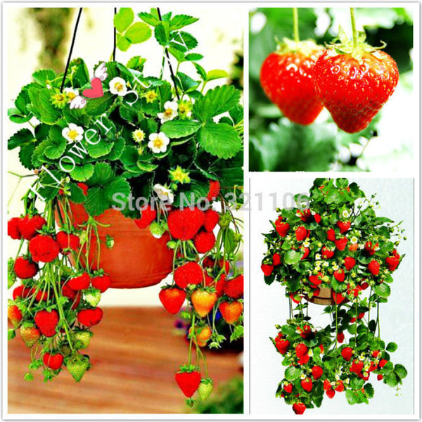 200 Hanging Strawberry Seeds --- Real & Fresh Seeds, Sweet & Juicy, DIY Home Garden, Free Shipping