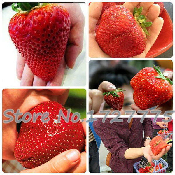 200 Hanging Strawberry Seeds --- Real & Fresh Seeds, Sweet & Juicy, DIY Home Garden, Free Shipping